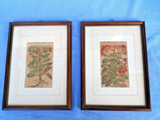 2 stampe Erbolario a colori in belle cornici in legno