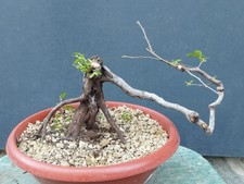 Pre Bonsai Carpino Nero