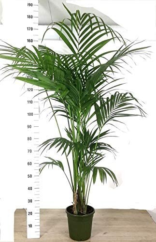 Kentia piante interno vaso - kentia,