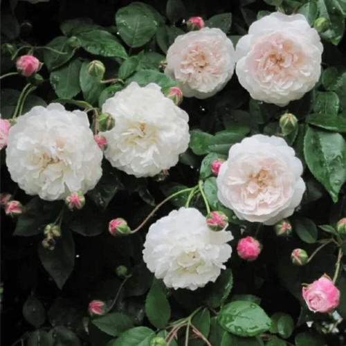 Rosa félicité et - rosa, "félicité