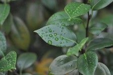 Teleobiettivo Nikon Ai Nikkor