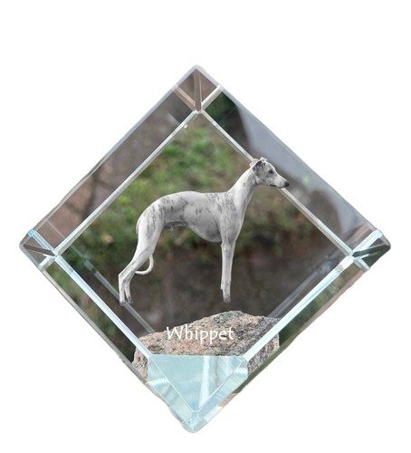 Whippet piccolo inglese - whippet,piccolo,