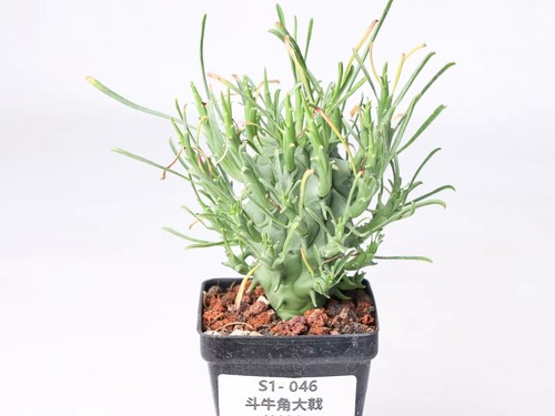 Vaso raro cactus - vaso, 6,5