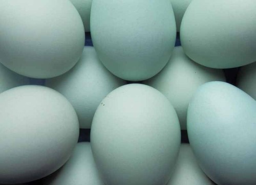 Uova fertili feconde - fertili, di