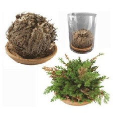 2 pezzi Rosa di Jerico SIGNUM