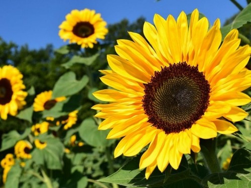 Semi sementi girasole gigante - semi,