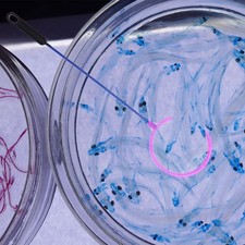  10 Pcs Rezzaglio Da Pesca