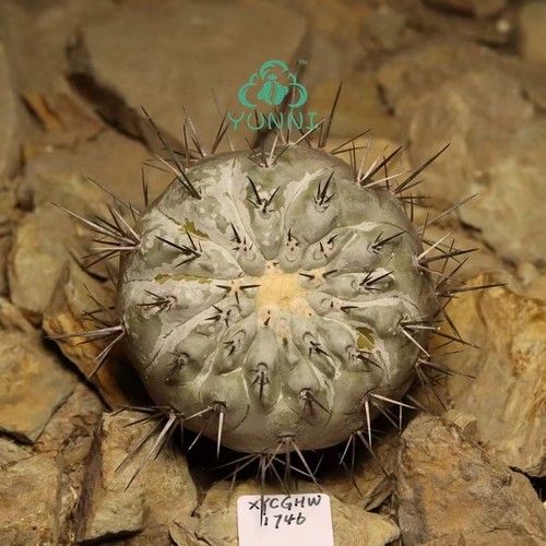 8cm copiapoa cinerea self - 6.8cm,