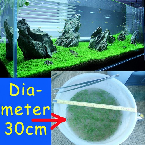 Hemianthus callitrichoides - hemianthus,