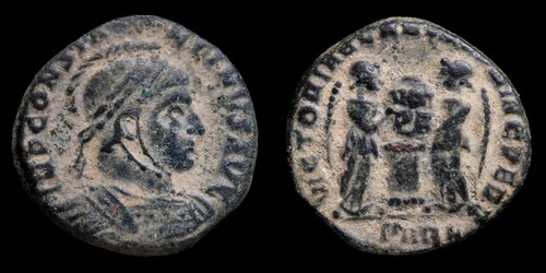 Costantino cetentionalis - costantino,