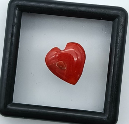 Autentico corallo cabochon
