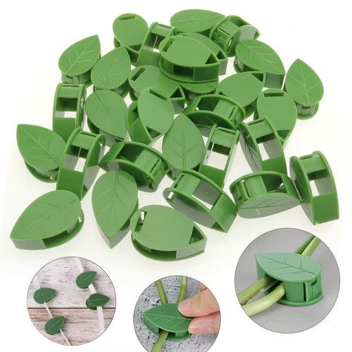50pc pianta arrampicata - pianta,