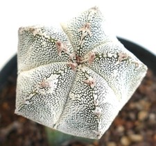 Astrophytum cv HAKUUN x ONZUKA (innesto) 4A - berretto da vescovo | stella del deserto