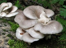 Pleurotus cornucopiae ostrica