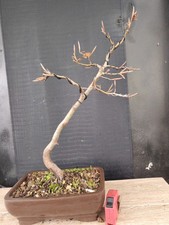 bonsai  di faggio  h 53 cm