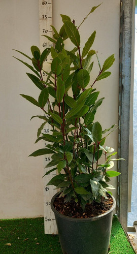 Pianta alloro altezza 80 - di,