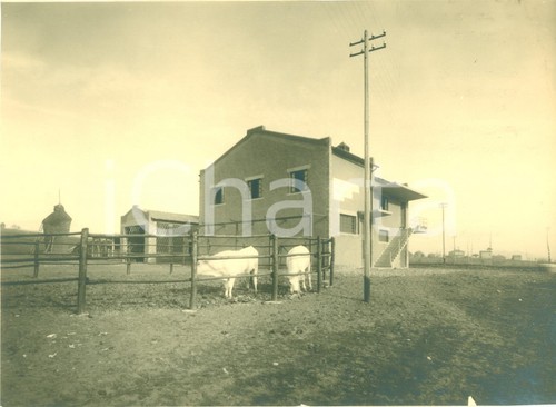 1939 agro romano - romano,