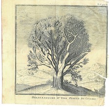 Outline of a Salmon Cedar