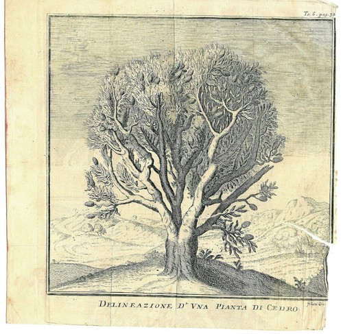 Delineazione una pianta - di,