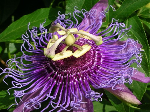 Passiflora incarnata semi di - passiflora,