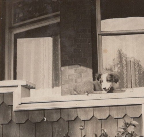 Cucciolo giocoso veranda - cucciolo,