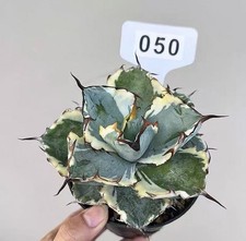 1PCS pot 10cm Sale Rare Agave