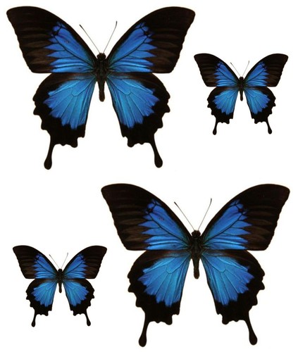 Set autocollant sticker - set,