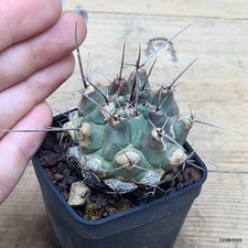 Thelocactus rinconensis