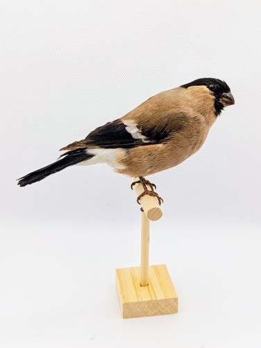 Taxidermy cabinet de - taxidermy,,