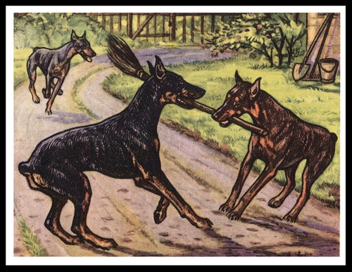 Doberman pinscher cani un - cani,