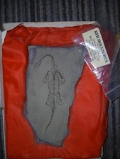 Keichousaurus replica fossile