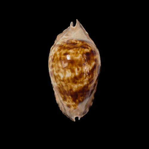 Conchiglia shell cypraea zoila - shell,