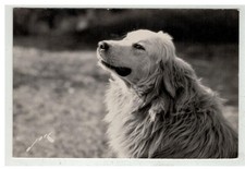 CANE #17243 PASTORE DEI