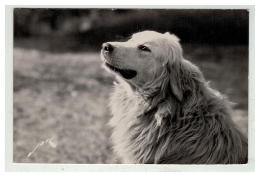 Cane 17243 pastore dei - cane,