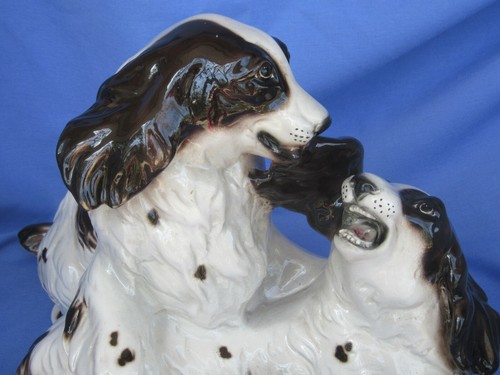Setter inglese springer - setter,