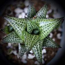 Haworthia venosa subs