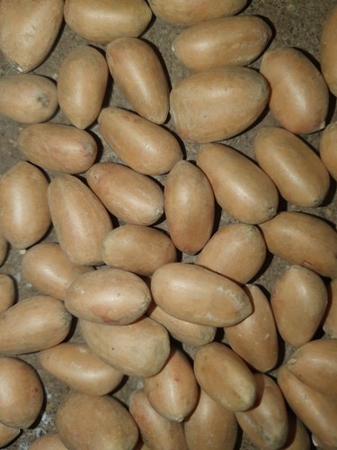Zamia nesophila foglia larga