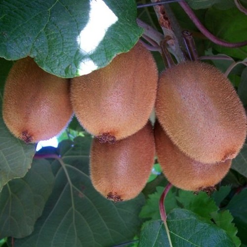 Pianta kiwi tomuri - kiwi, tomuri-