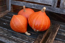 5 SEMI DI ZUCCA HOKKAIDO ''RED