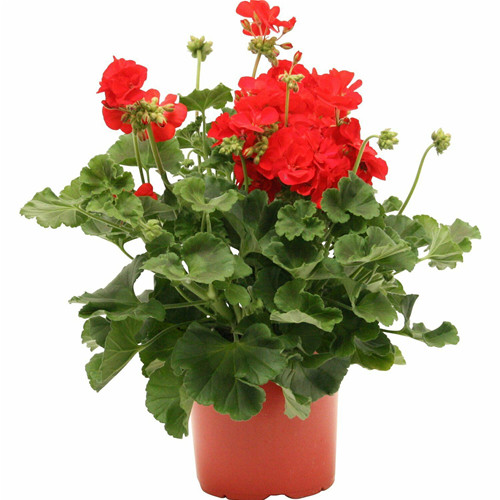 Pianta fiori geranio - fiori, edera