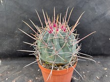 FEROCACTUS RECTISPINUS -