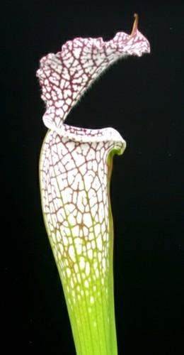 Sarracenia leucophylla month - leucophylla,