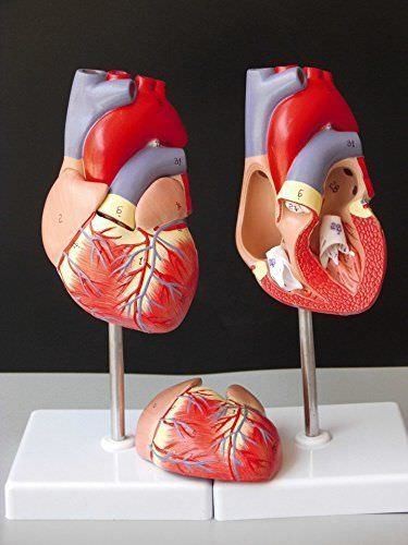 Modello cuore anatomico - di,
