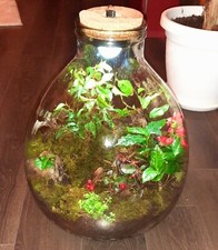 Terrario per piante vetro trasparente 34L