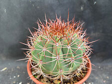 DENMOZA RODACANTHA CACTUS PIANTE GRASSE AGAVE 183