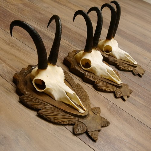 Antlers camosci gamsen - camosci, sl