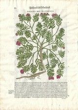 Stampa antica MATTIOLI