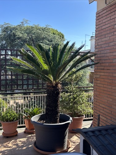 Pianta cycas revoluta - pianta,