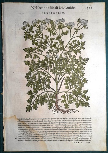 Stampa antica mattioli - antica,