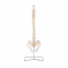 La colonna vertebrale di